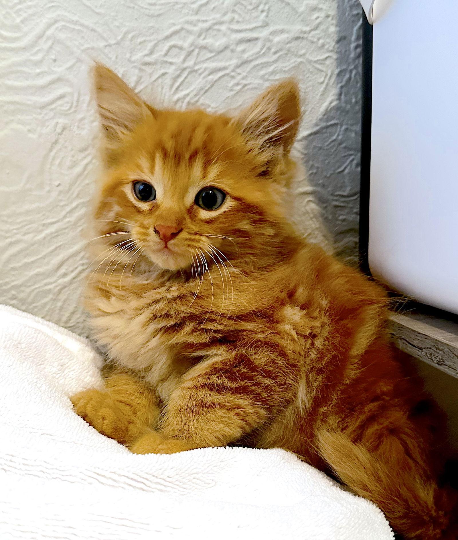 Enlarge CHEDDAR - Bonded with Sriracha, a Adopted Domestic Medium Hair in Fremont, CA image 3/3
