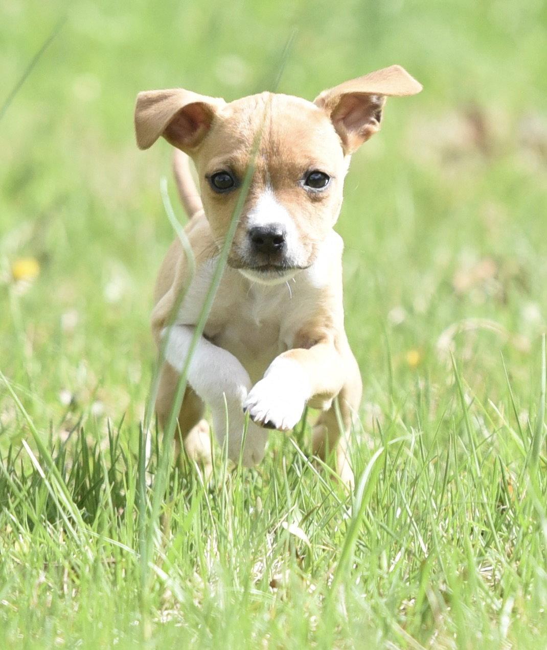 Enlarge Charo, a Adoptable mixed breed in Mechanicsburg, PA image 1/3