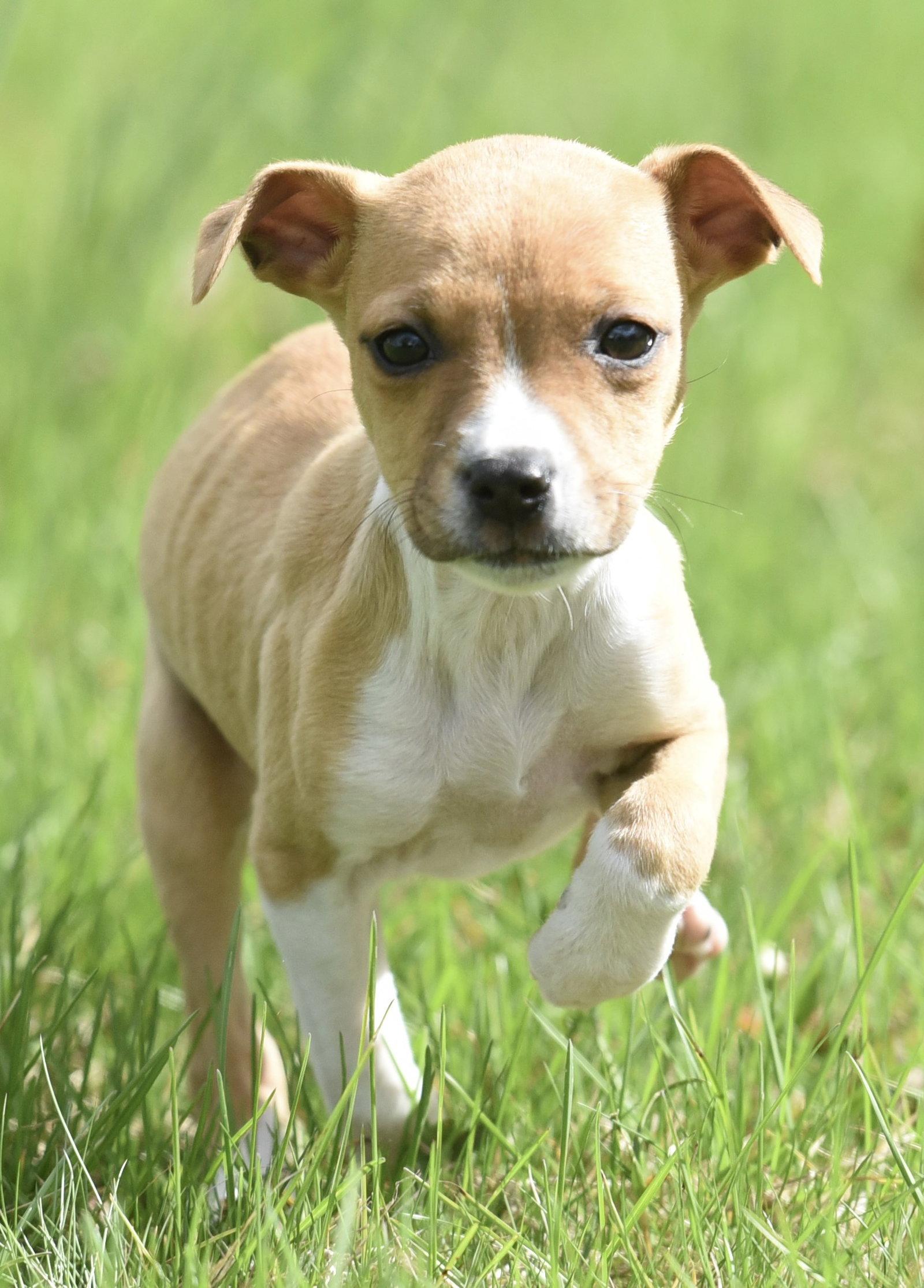 Enlarge Charo, a Adoptable mixed breed in Mechanicsburg, PA image 2/3