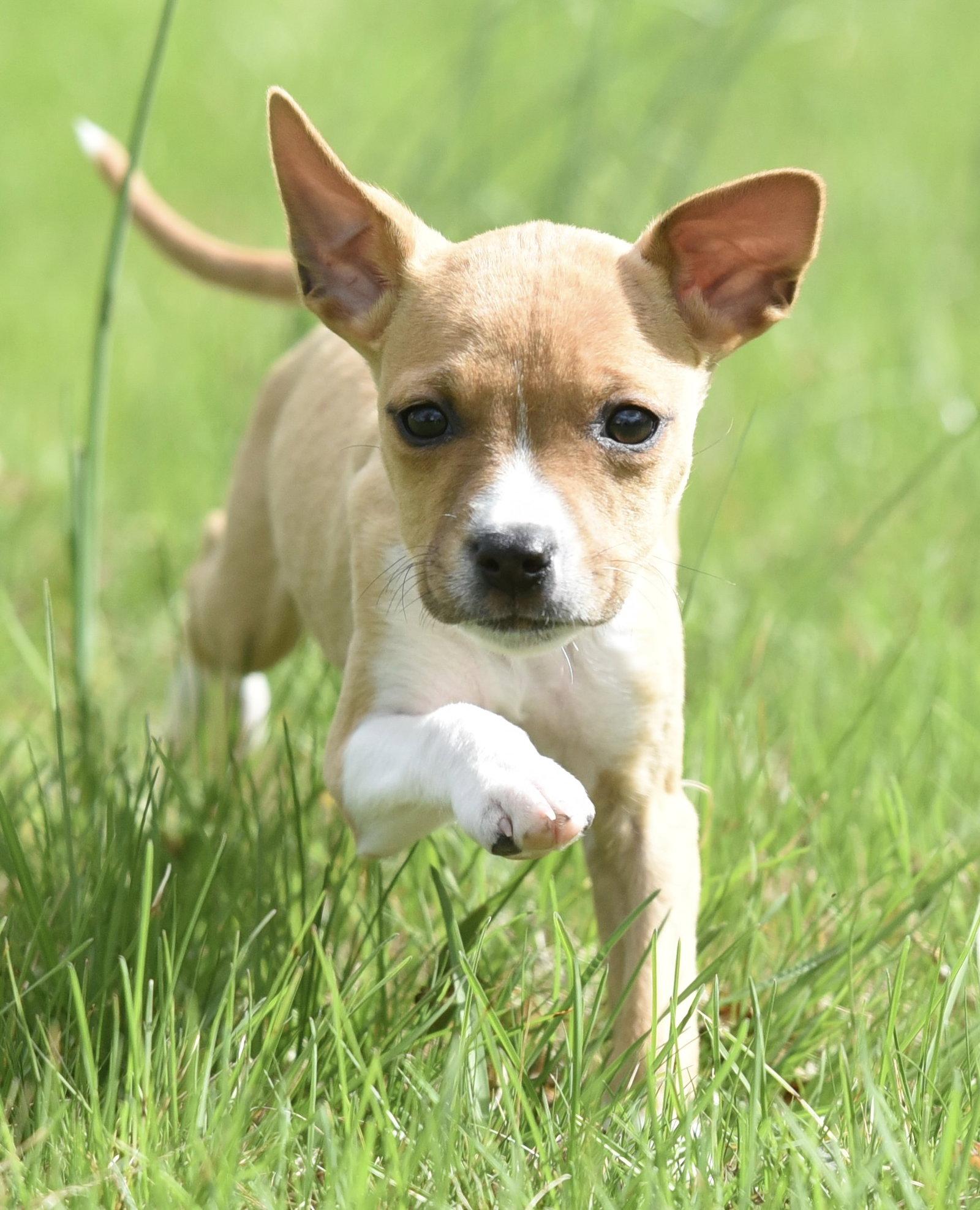 Enlarge Charo, a Adoptable mixed breed in Mechanicsburg, PA image 3/3
