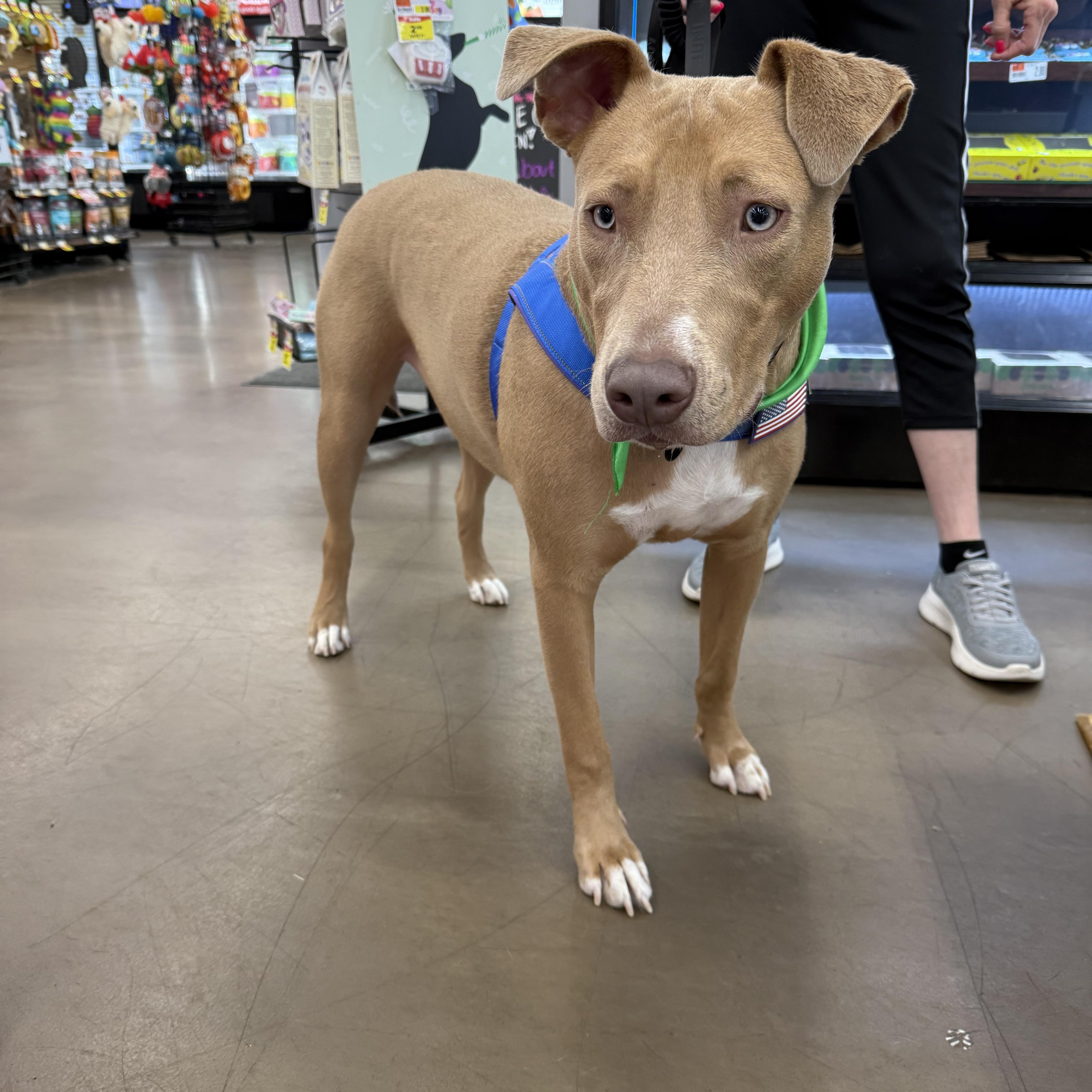 Truman, adoptable, Young Male Labrador Retriever & Pit Bull Terrier.