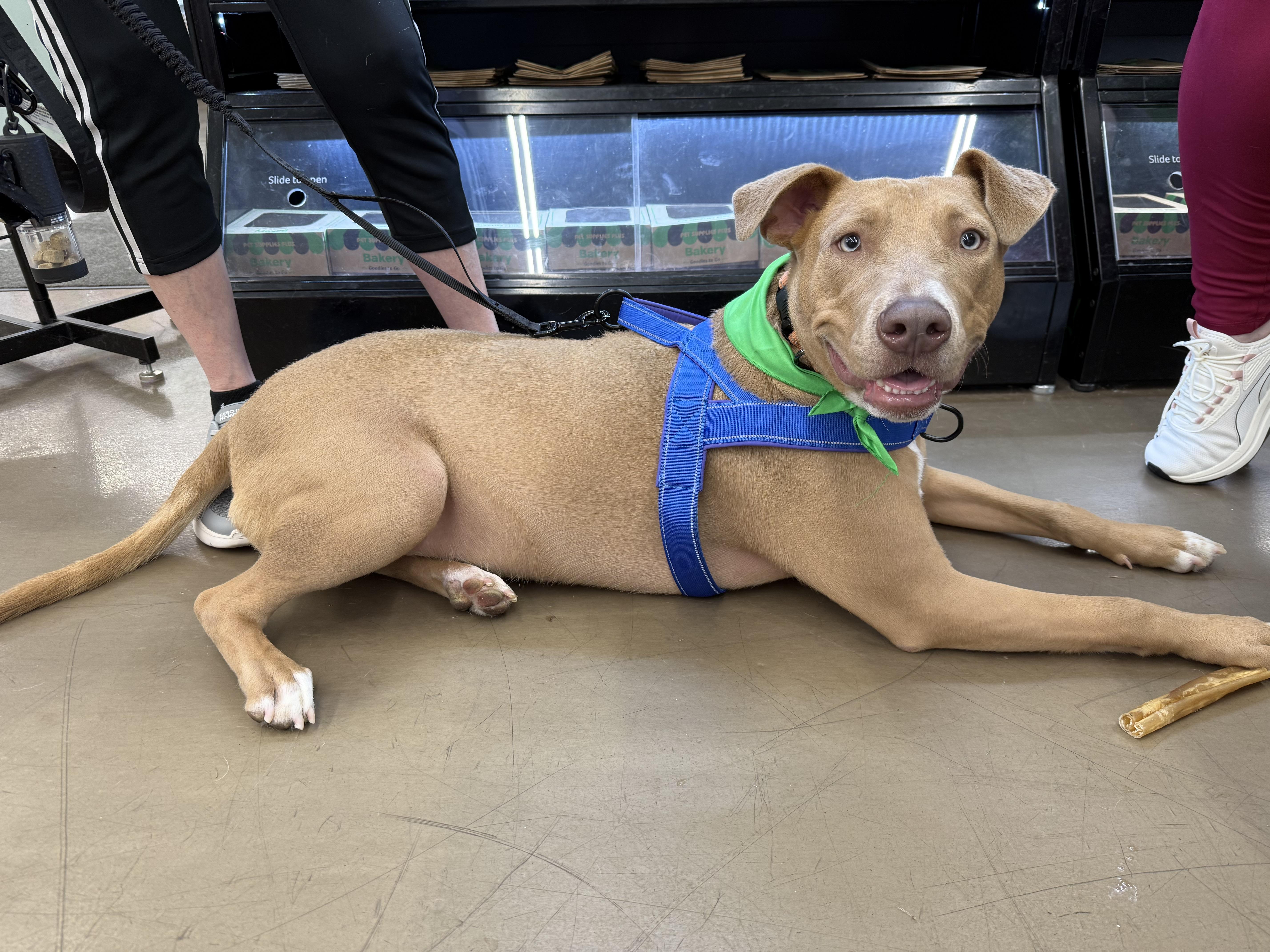 Enlarge Truman, an adoptable mixed breed in East Dundee , IL image 3/6