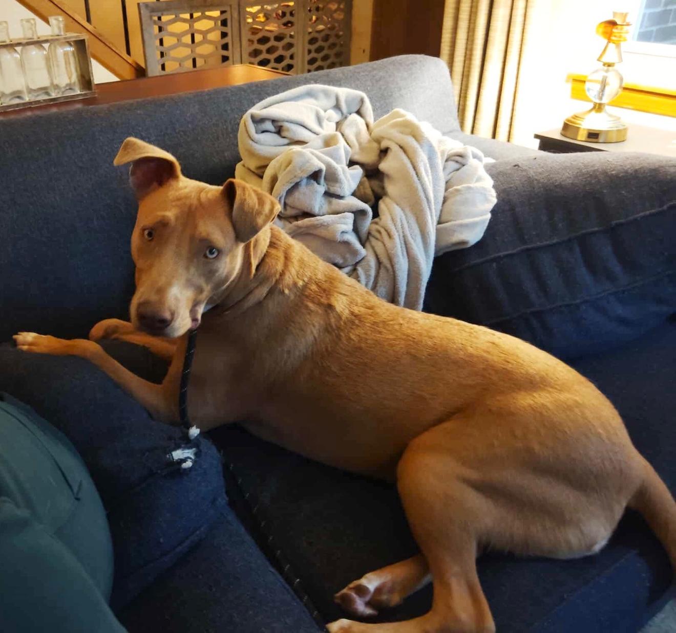 Enlarge Truman, an adoptable mixed breed in East Dundee , IL image 5/6