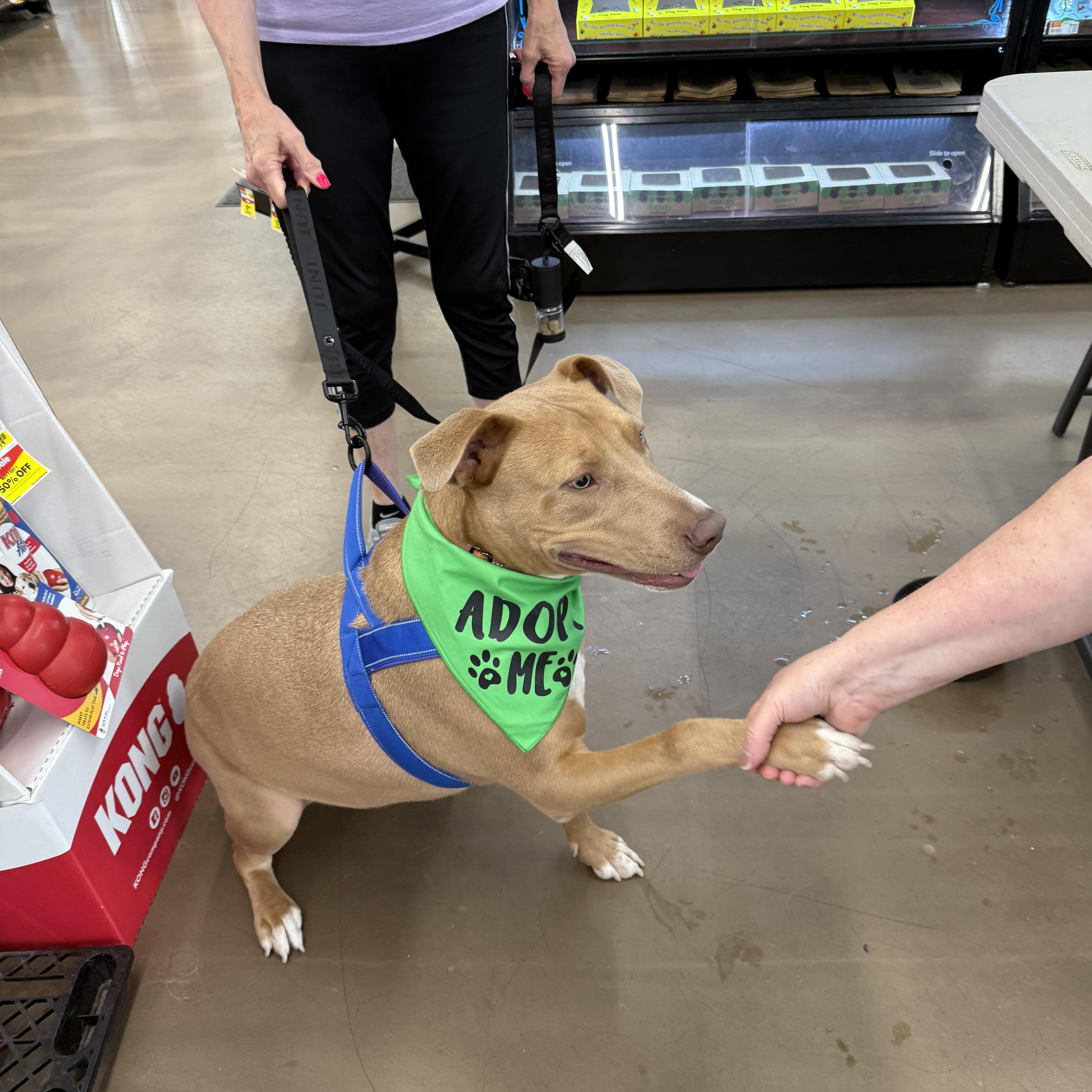 Enlarge Truman, an adoptable mixed breed in East Dundee , IL image 4/6