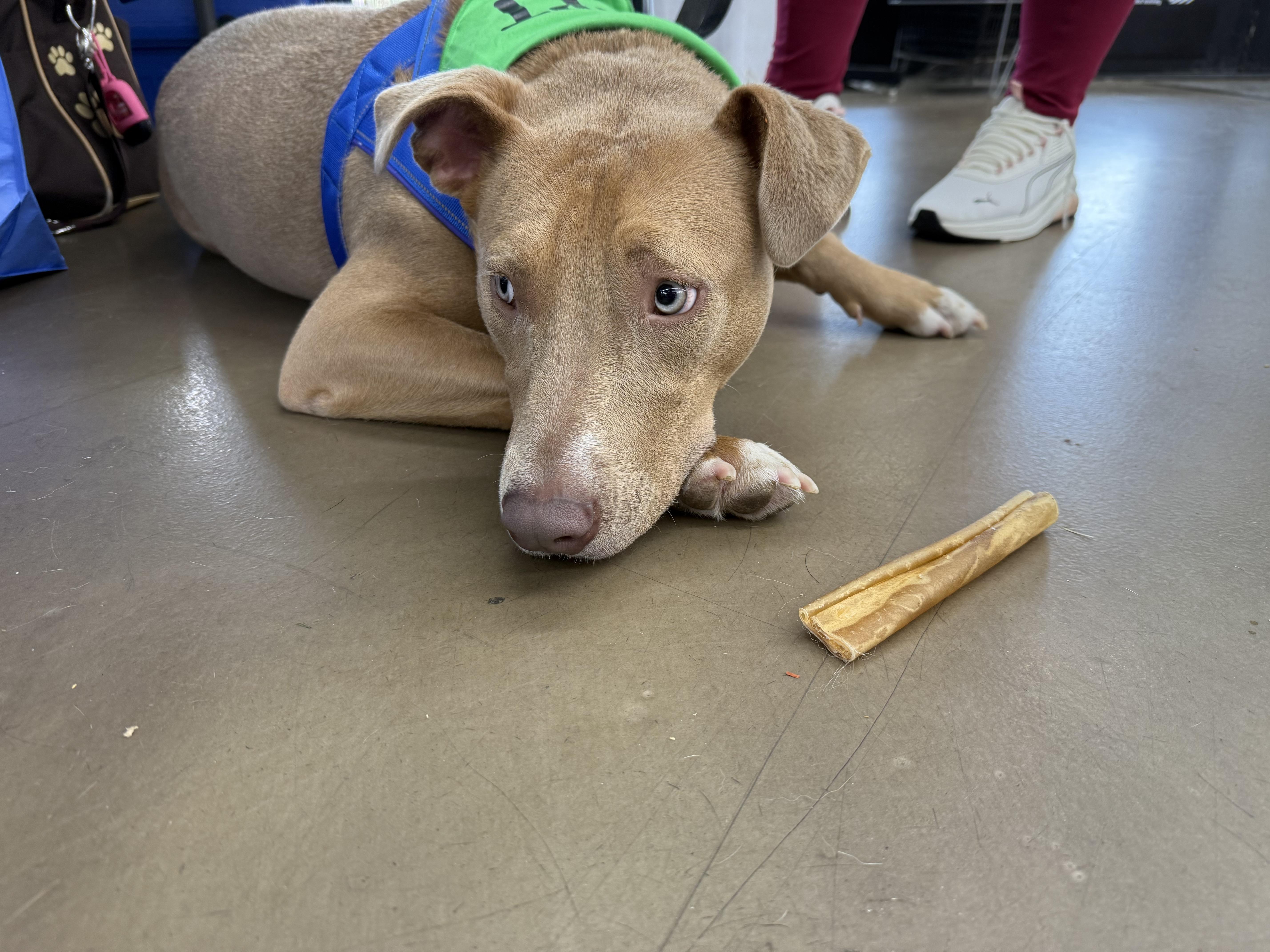Enlarge Truman, an adoptable mixed breed in East Dundee , IL image 6/6