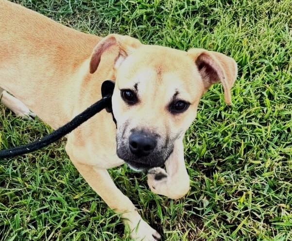 Enlarge Cabella aka Cali (35 lbs), a Adoptable Mixed Breed in Mississauga, ON image 1/6