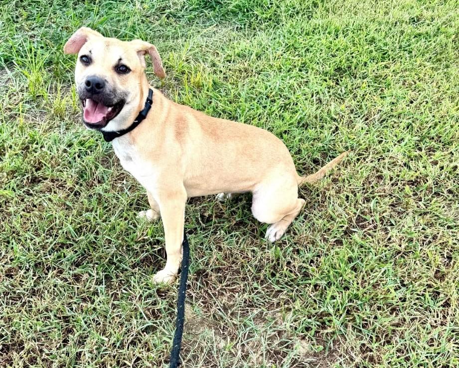 Enlarge Cabella aka Cali (35 lbs), a Adoptable Mixed Breed in Mississauga, ON image 6/6