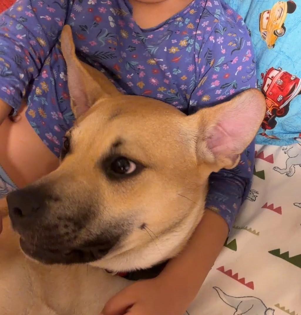 Enlarge Cabella aka Cali (35 lbs), a Adoptable Mixed Breed in Mississauga, ON image 2/6