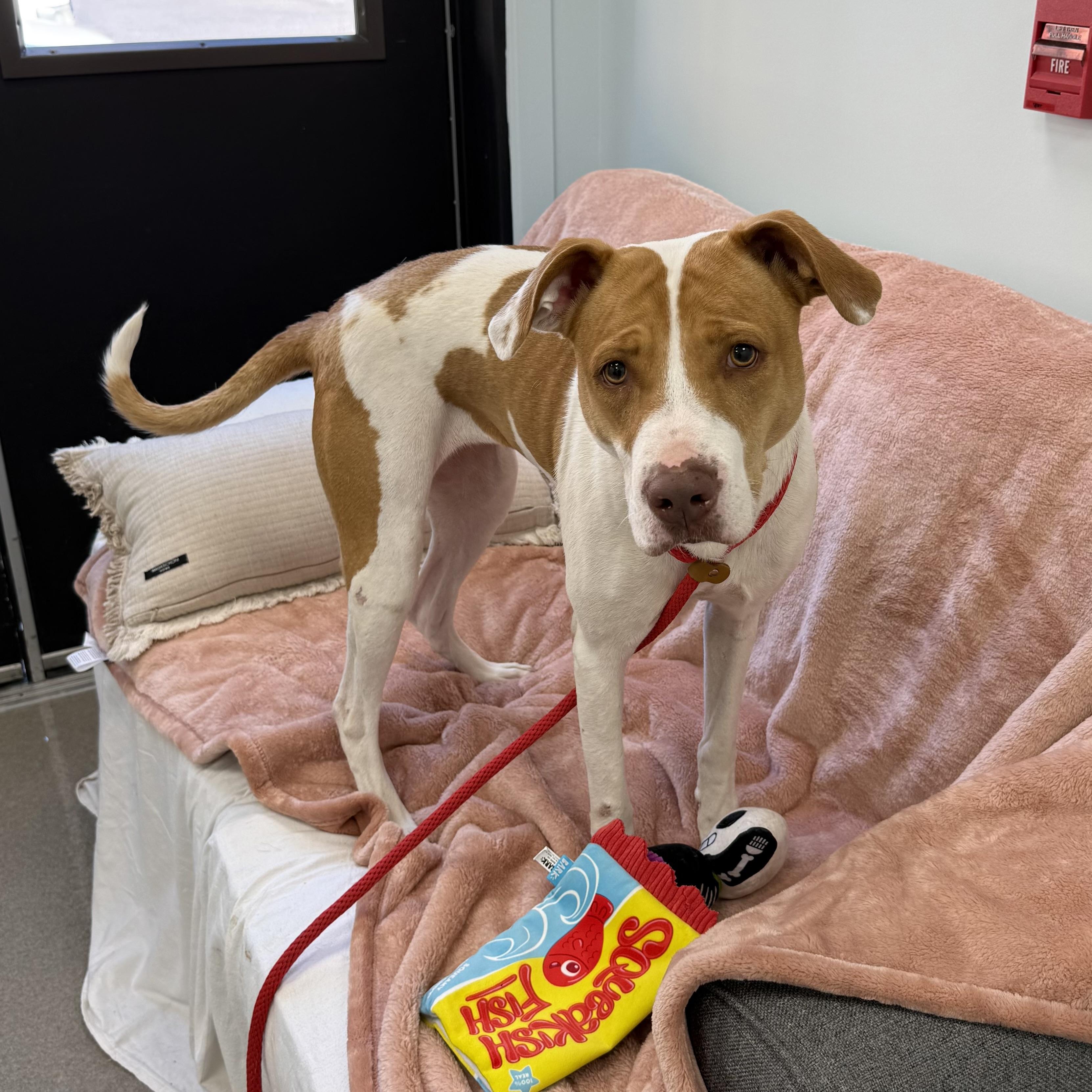 Enlarge Margie, a Adoptable mixed breed in Eatontown, NJ image 1/6