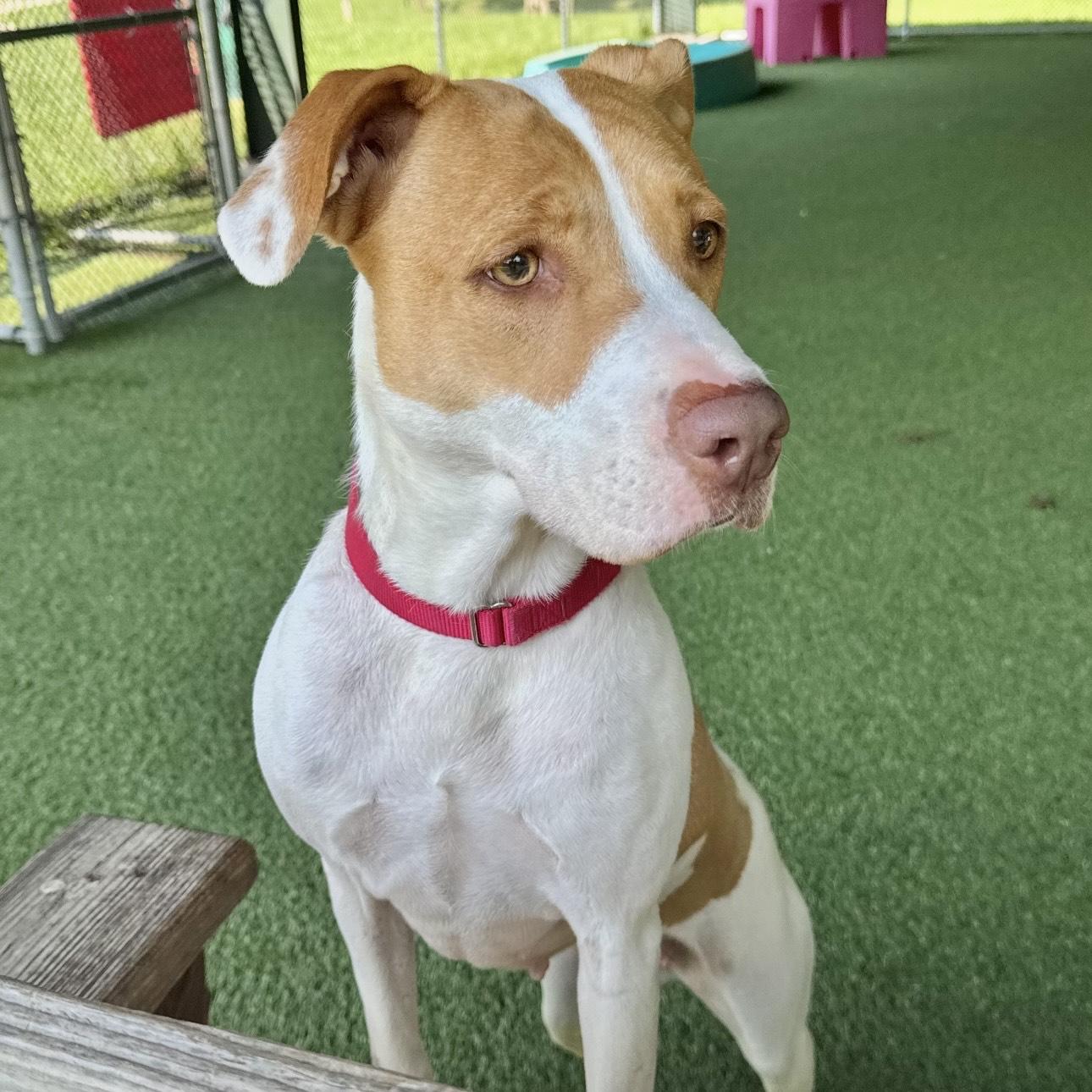 Enlarge Margie, a Adoptable mixed breed in Eatontown, NJ image 2/6