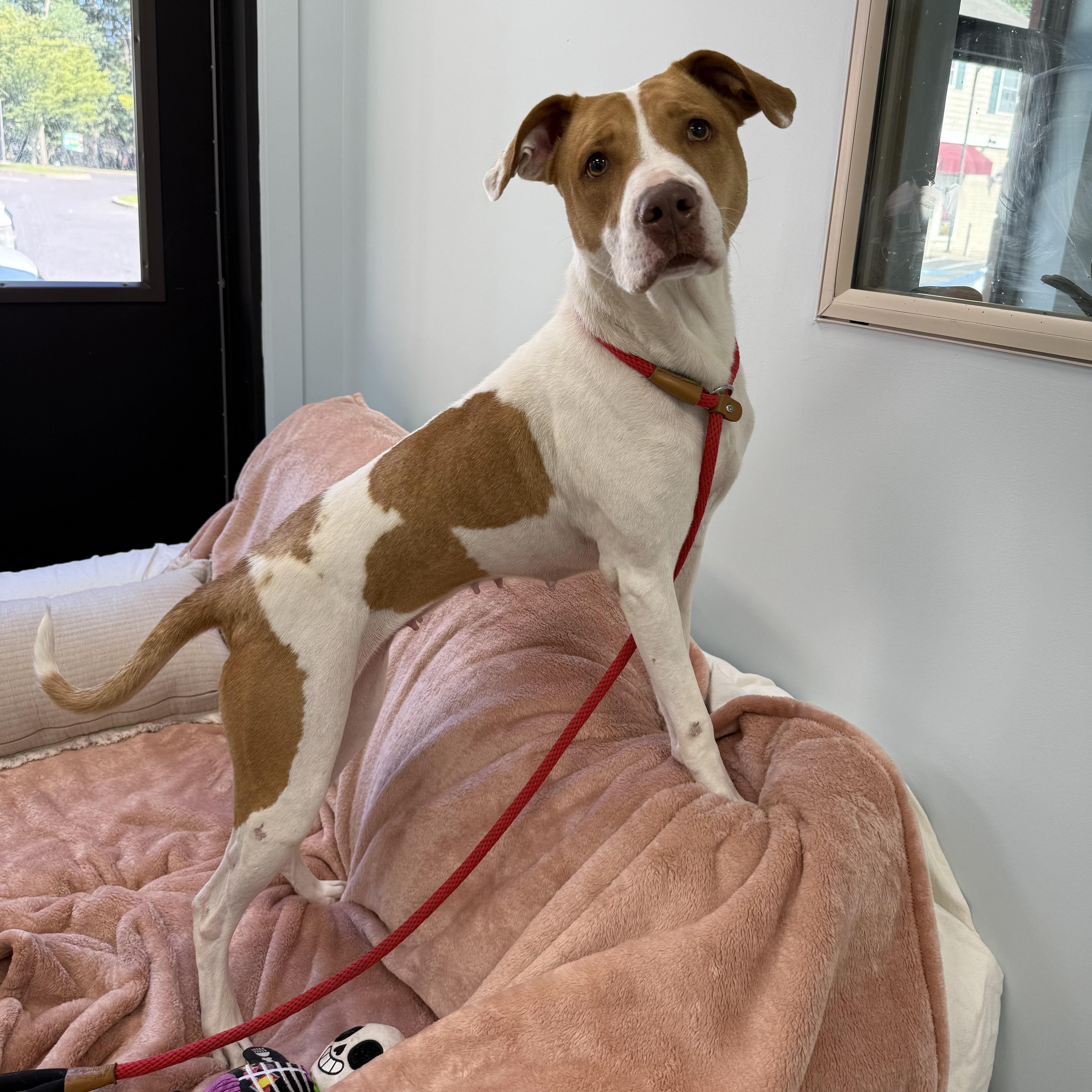 Enlarge Margie, a Adoptable mixed breed in Eatontown, NJ image 3/6