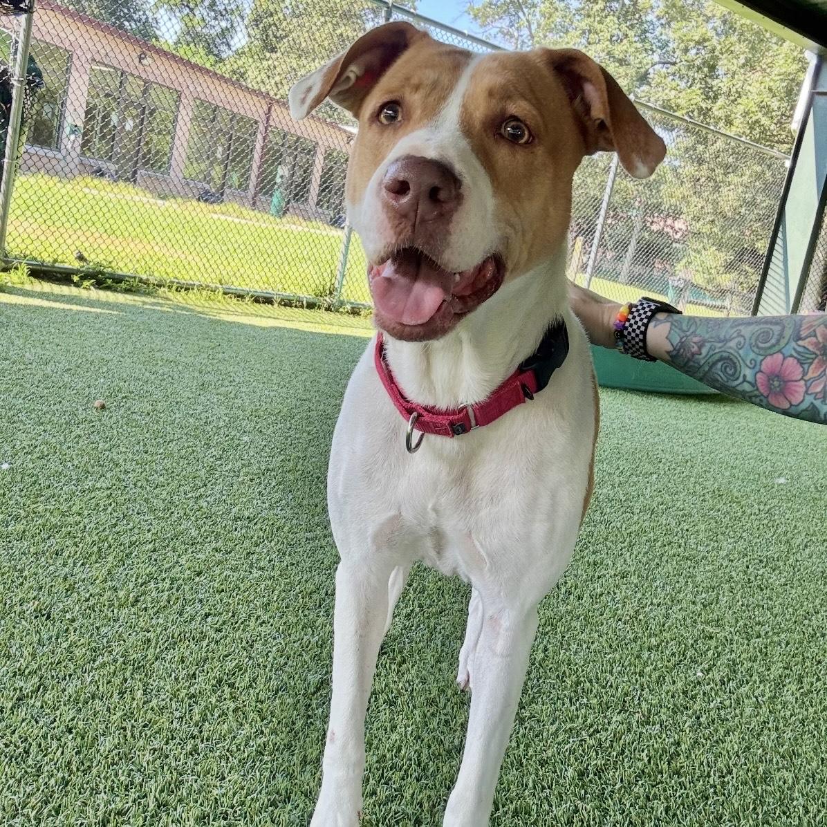 Enlarge Margie, a Adoptable mixed breed in Eatontown, NJ image 4/6