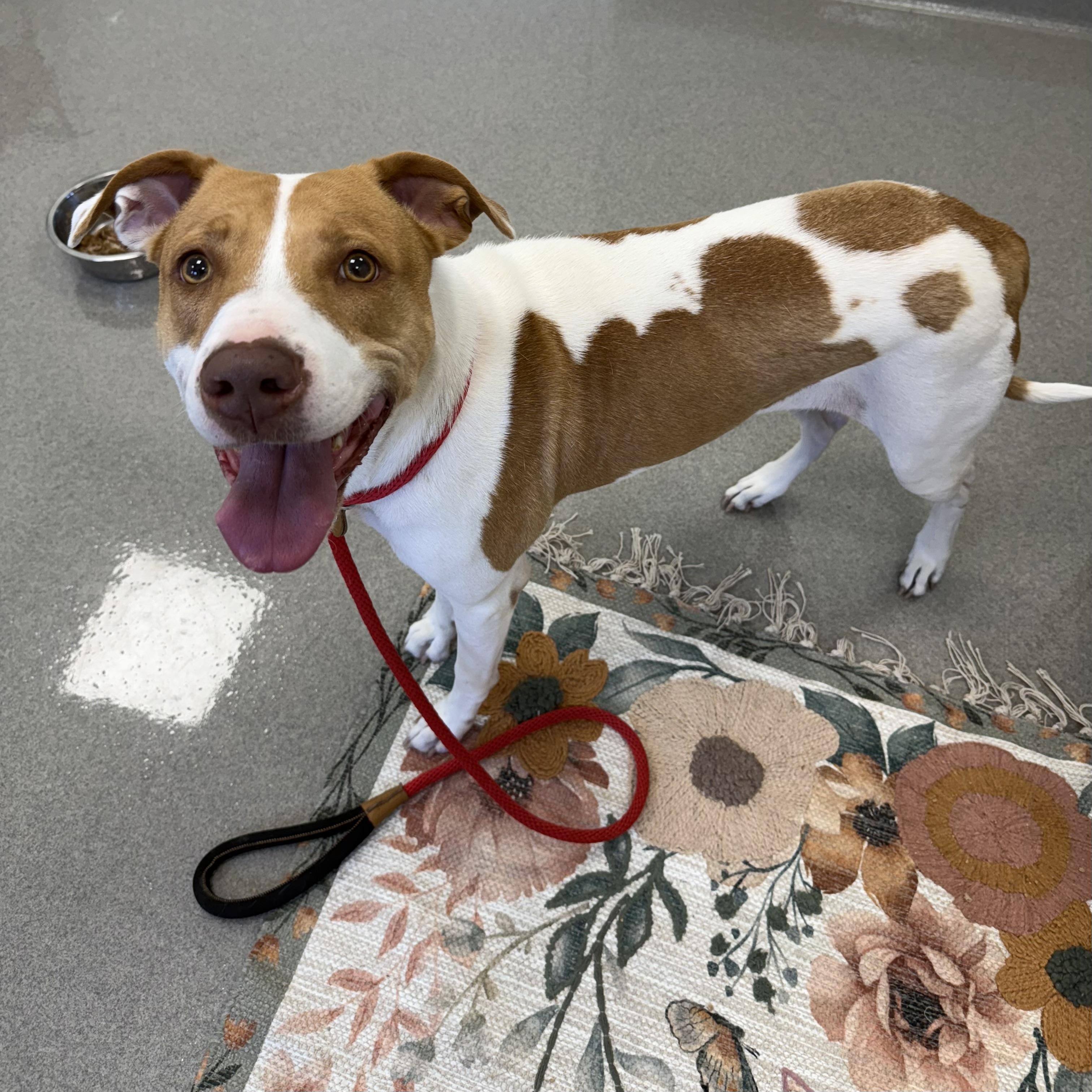 Enlarge Margie, a Adoptable mixed breed in Eatontown, NJ image 5/6