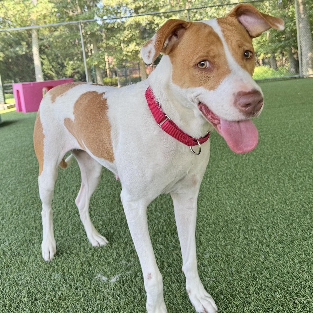 Enlarge Margie, a Adoptable mixed breed in Eatontown, NJ image 6/6