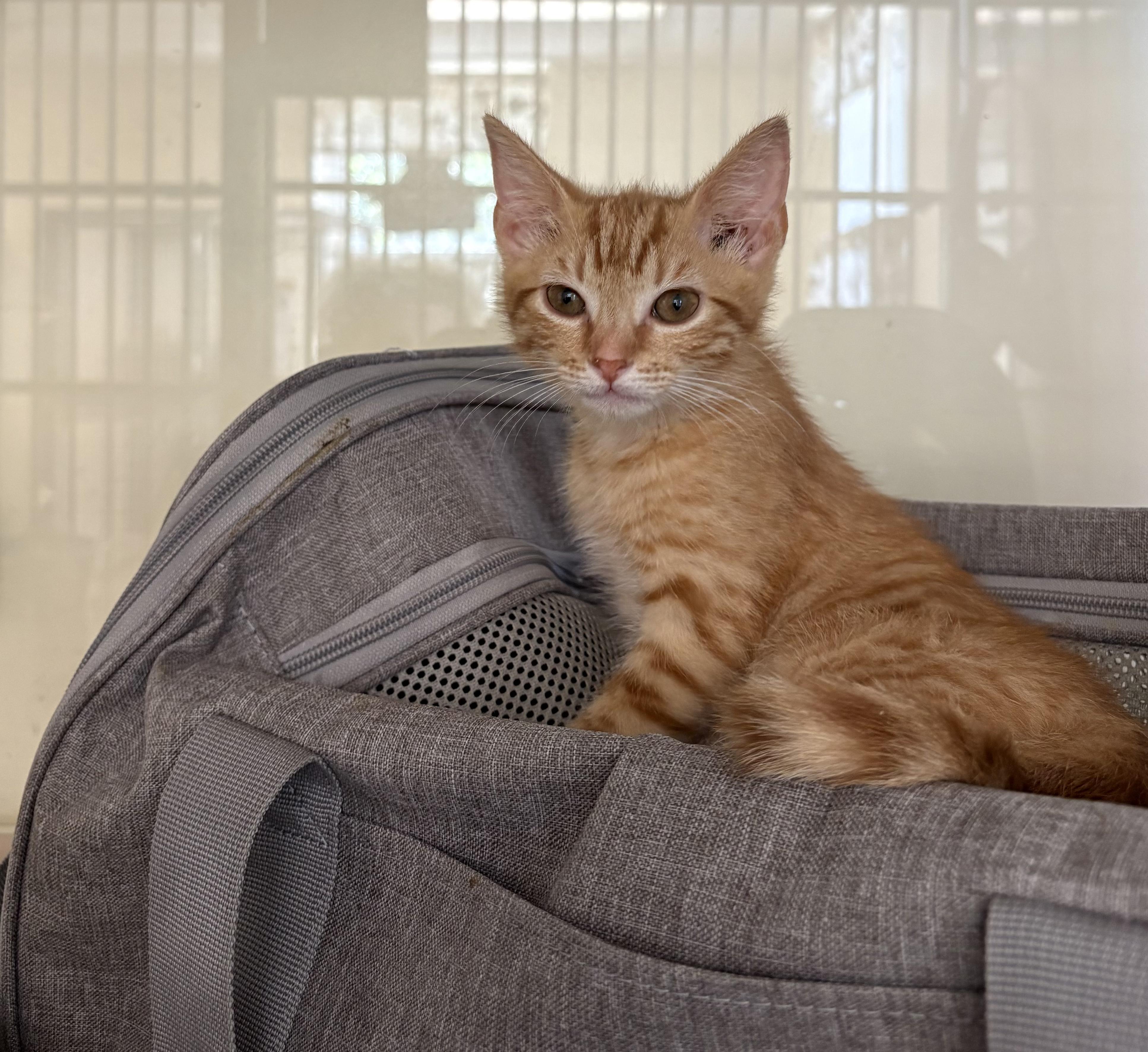 Strawberry, Baby Female Domestic Short Hair