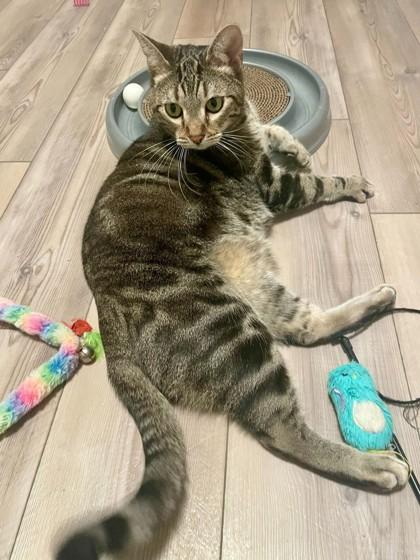 Dexter, Adoptable, Adult Male Domestic Short Hair & Domestic Short Hair.