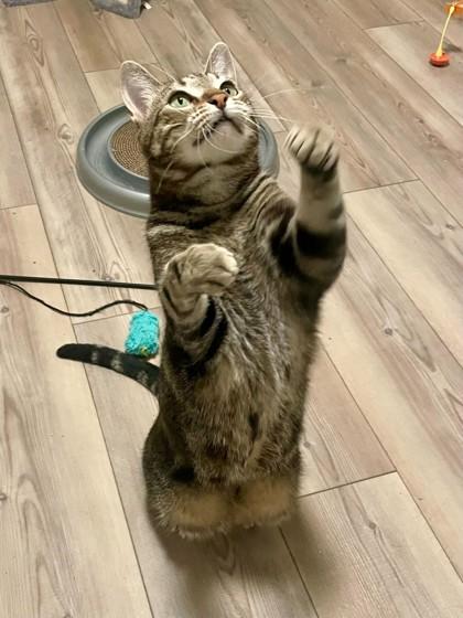 Enlarge Dexter, a Adoptable mixed breed in Baton Rouge, LA image 2/2