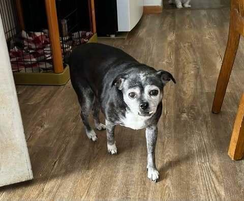 Enlarge Sally I Am, a Adoptable mixed breed in Waunakee, WI image 1/6