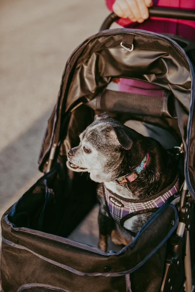 Enlarge Sally I Am, a Adoptable mixed breed in Waunakee, WI image 2/6