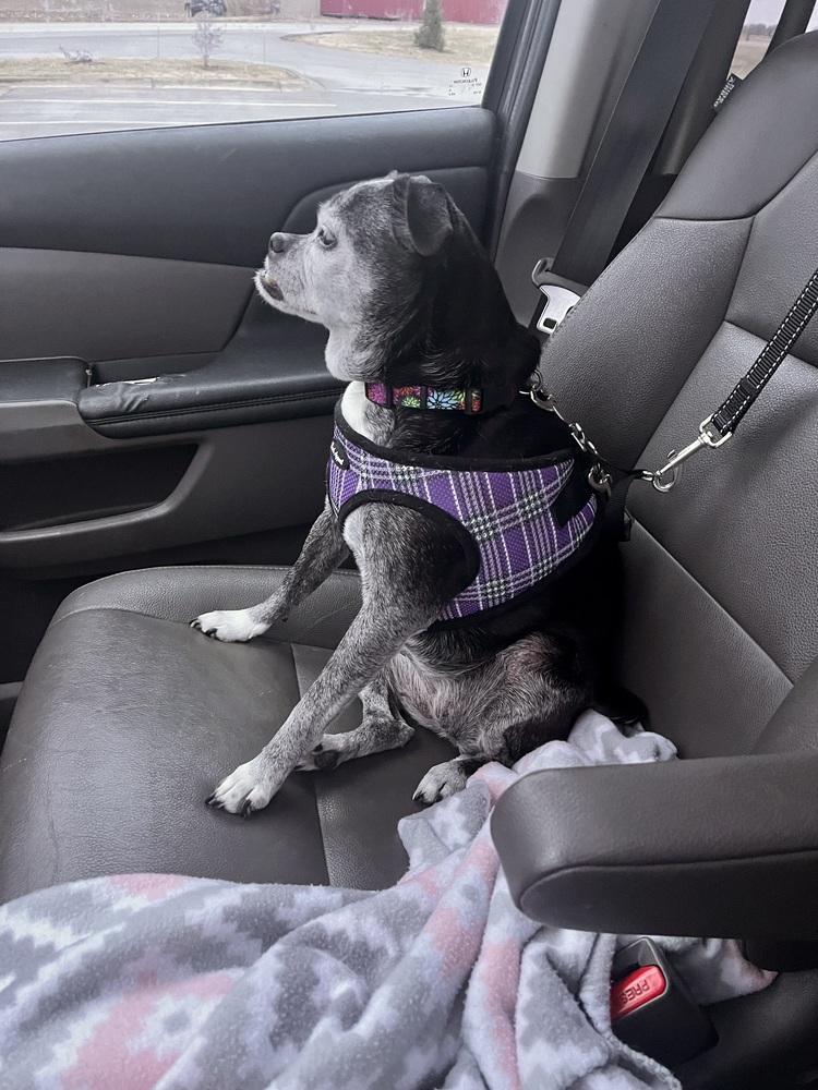 Enlarge Sally I Am, a Adoptable mixed breed in Waunakee, WI image 3/6