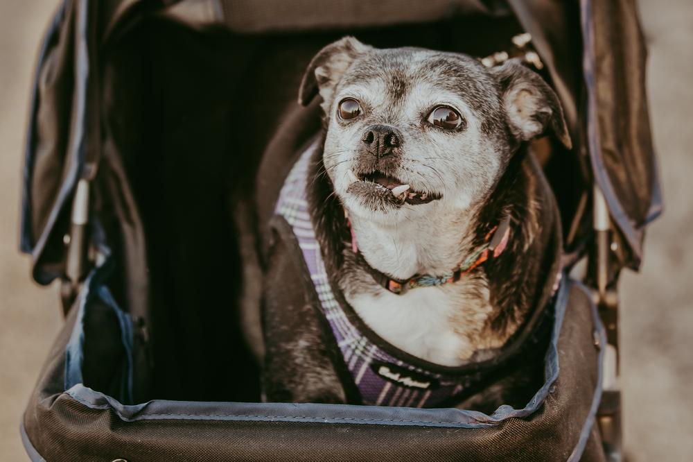 Enlarge Sally I Am, a Adoptable mixed breed in Waunakee, WI image 4/6