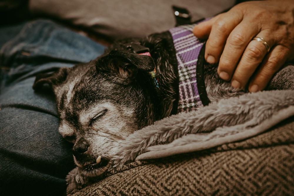 Enlarge Sally I Am, a Adoptable mixed breed in Waunakee, WI image 5/6