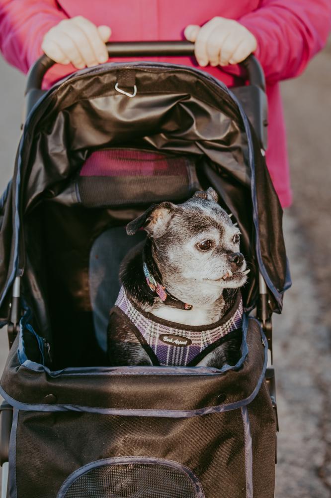 Enlarge Sally I Am, a Adoptable mixed breed in Waunakee, WI image 6/6