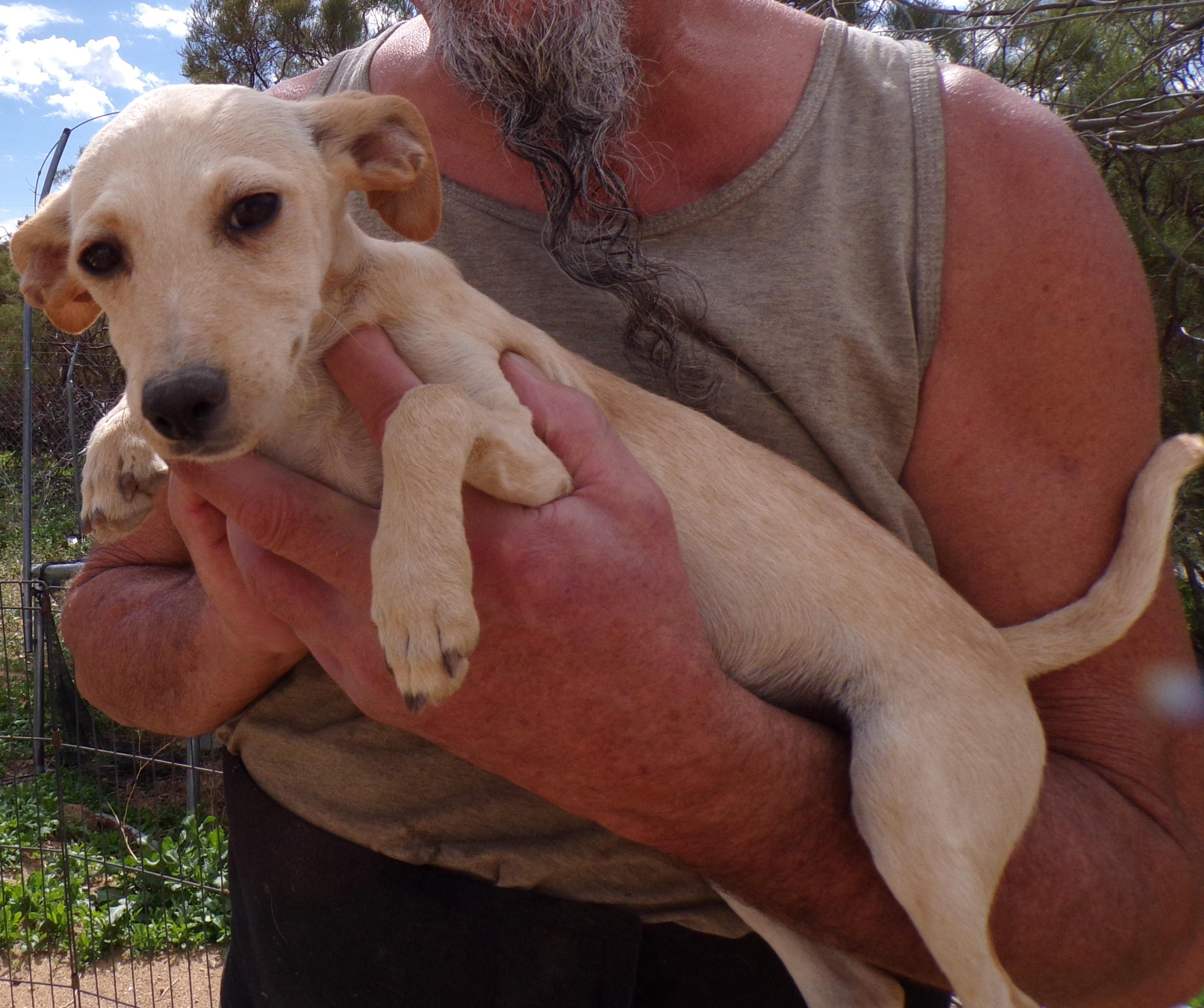 CASSIDY, Adoptable, Puppy Female Chiweenie & Italian Greyhound.