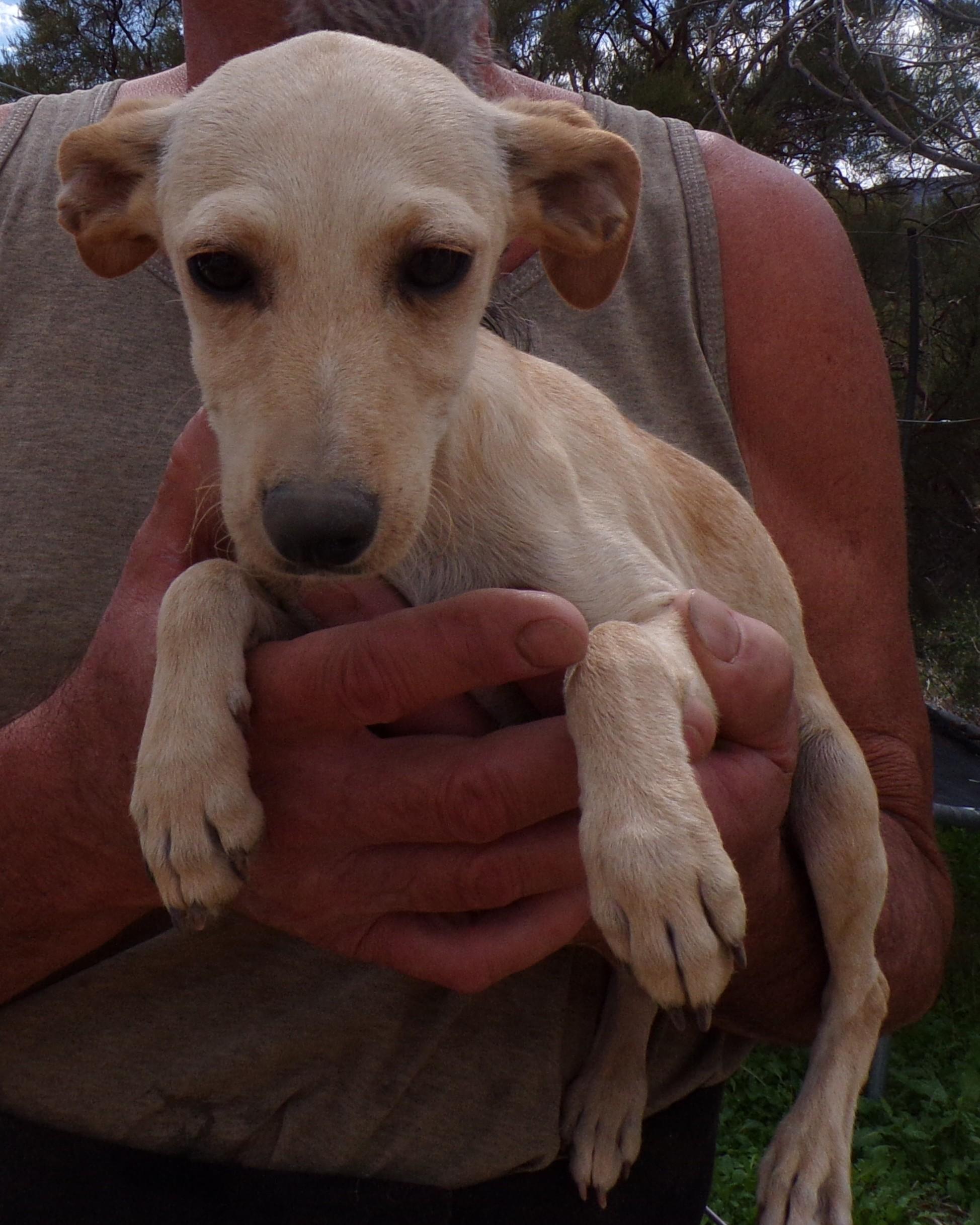 Enlarge CASSIDY, a Adoptable mixed breed in Corona, CA image 3/3