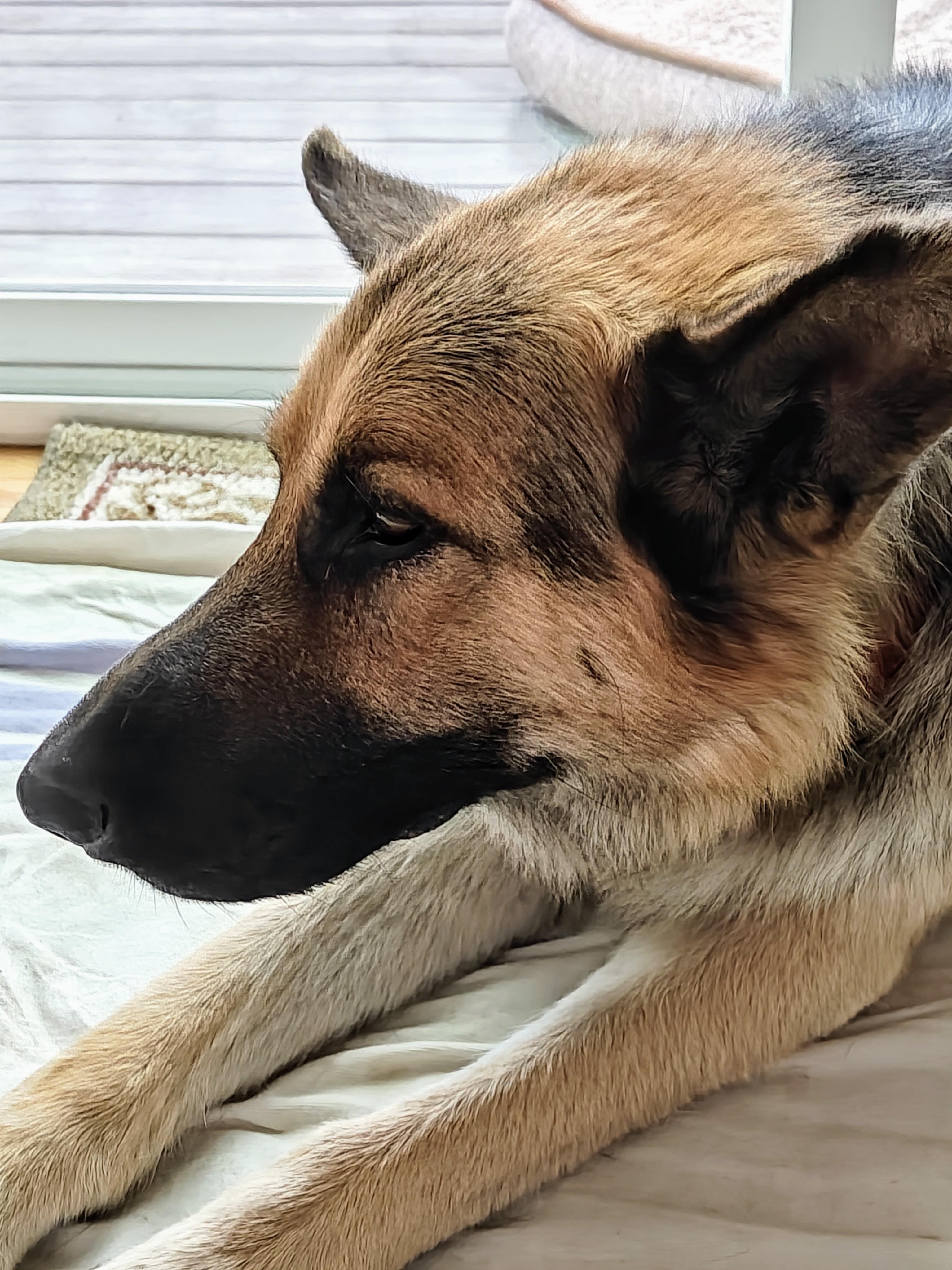 Grizzley, a Adopted German Shepherd Dog in Ellensburg, WA image 1/6