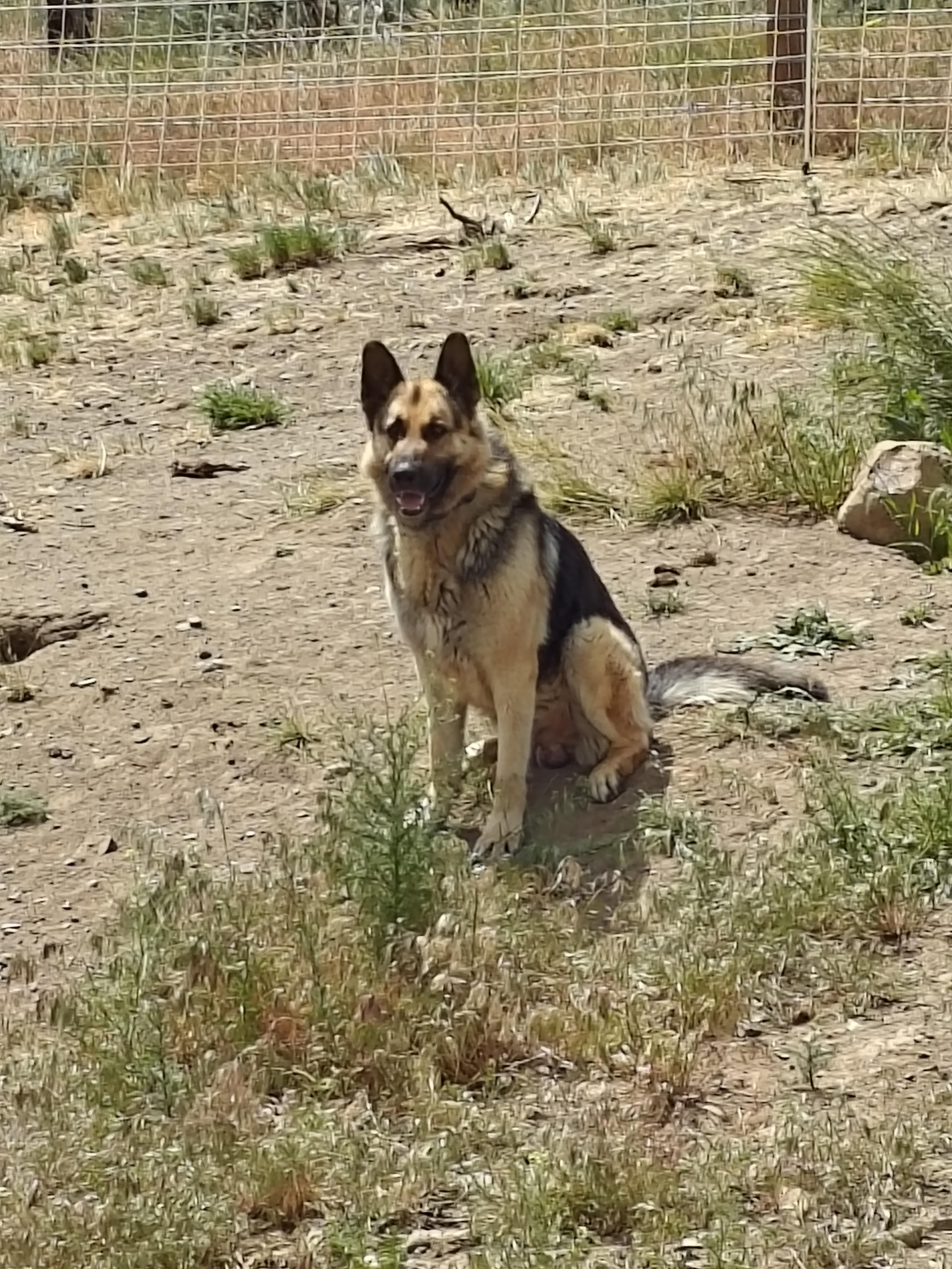 Grizzley, a Adopted German Shepherd Dog in Ellensburg, WA image 2/6