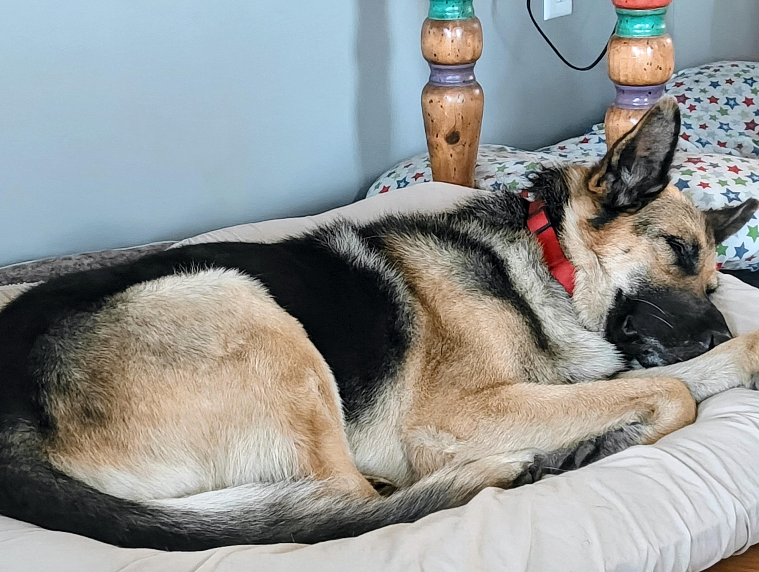Grizzley, a Adopted German Shepherd Dog in Ellensburg, WA image 3/6