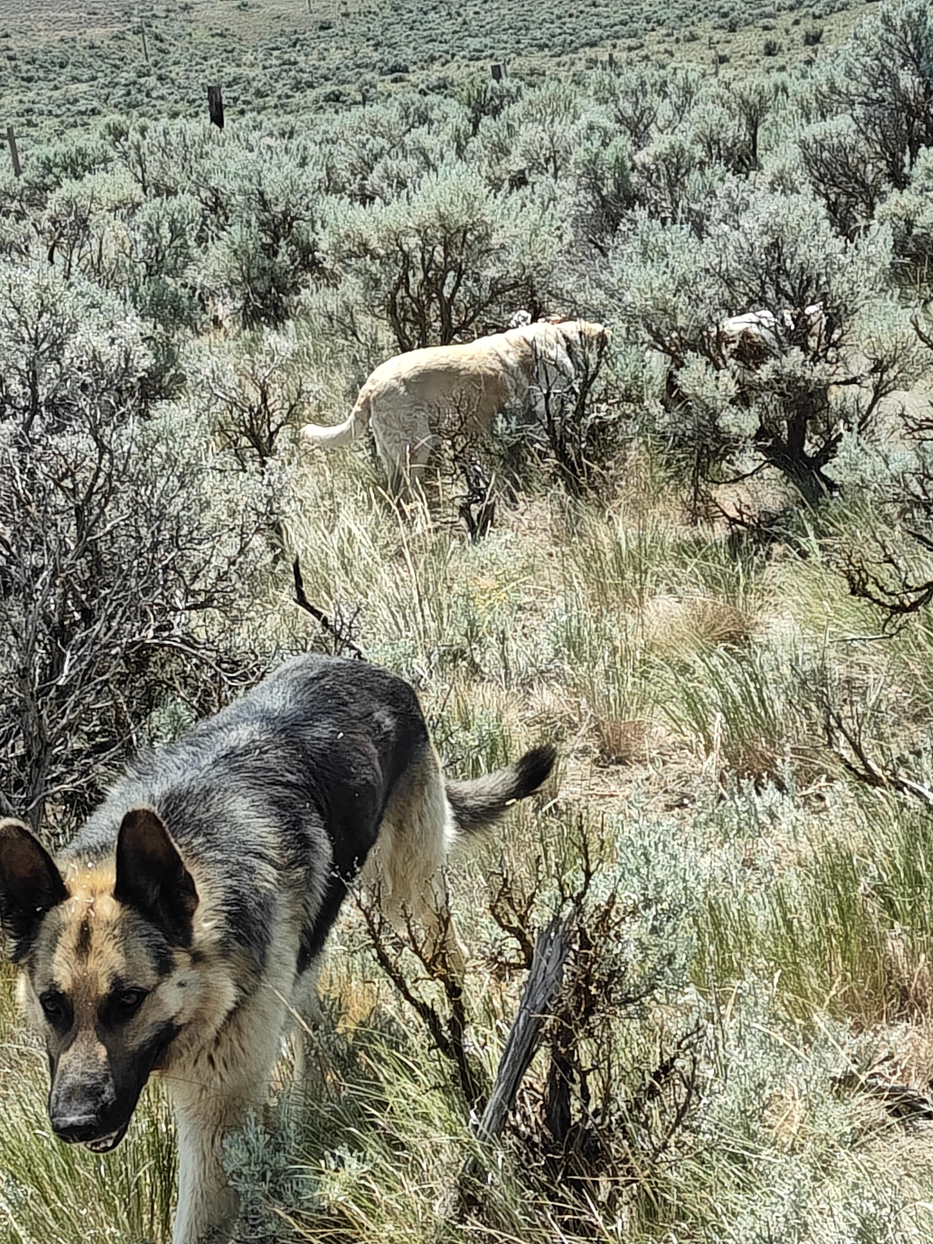 Grizzley, a Adopted German Shepherd Dog in Ellensburg, WA image 5/6