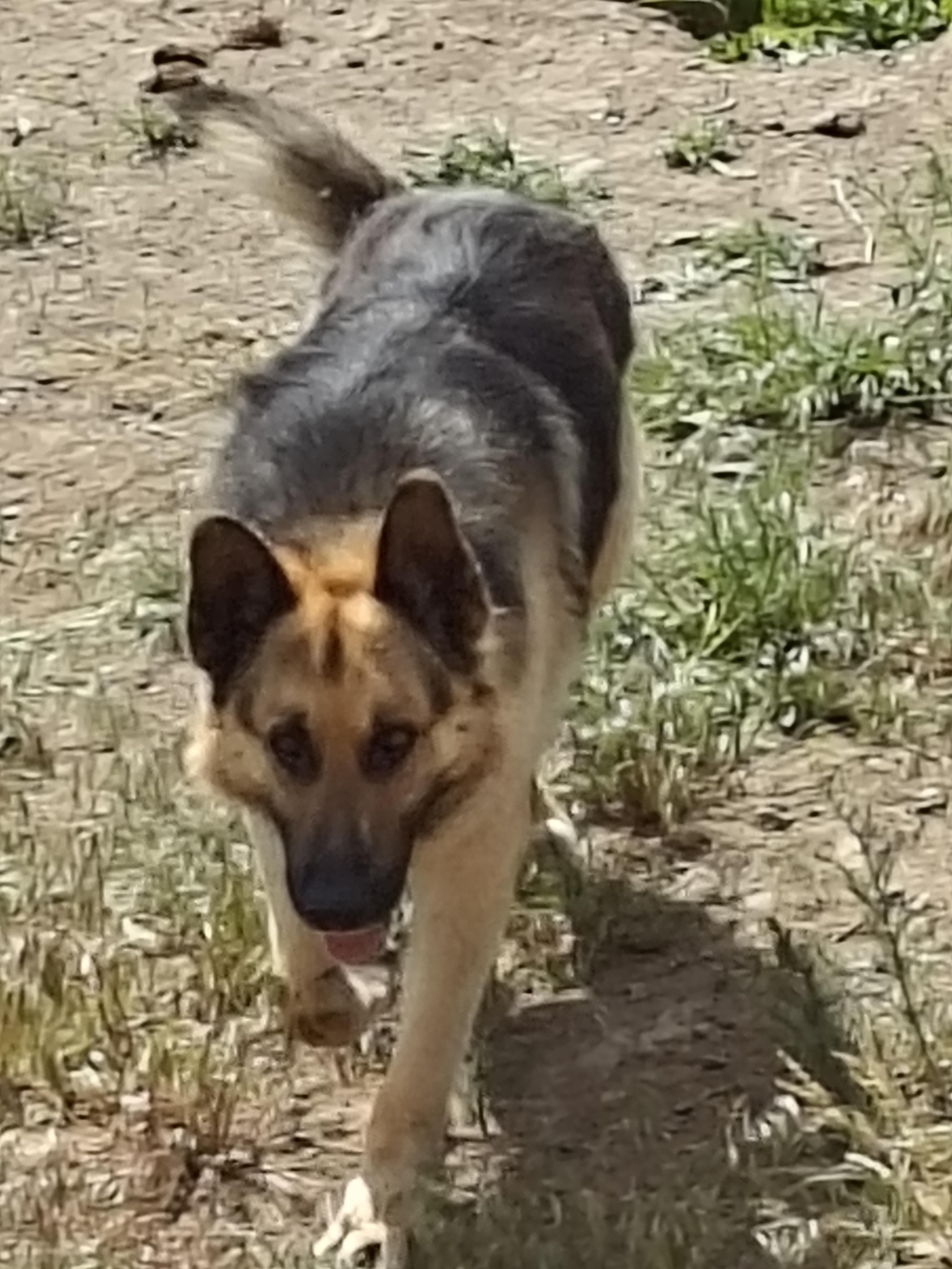 Grizzley, a Adopted German Shepherd Dog in Ellensburg, WA image 6/6