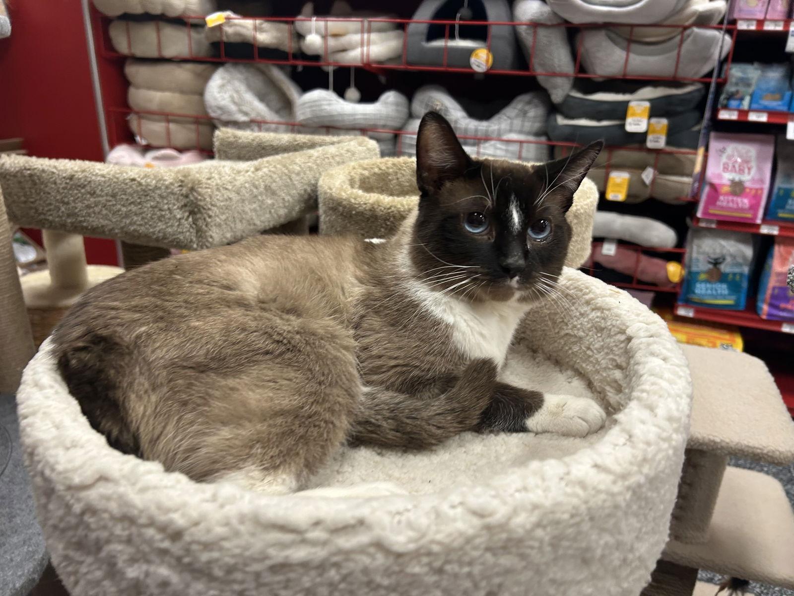 Charlie (Napa Petco), Adopted, Adult Male Siamese.