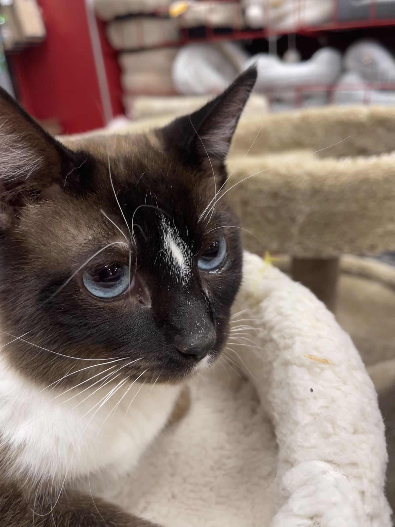 Enlarge Charlie (Napa Petco), a Adopted Siamese in Vacaville, CA image 2/3