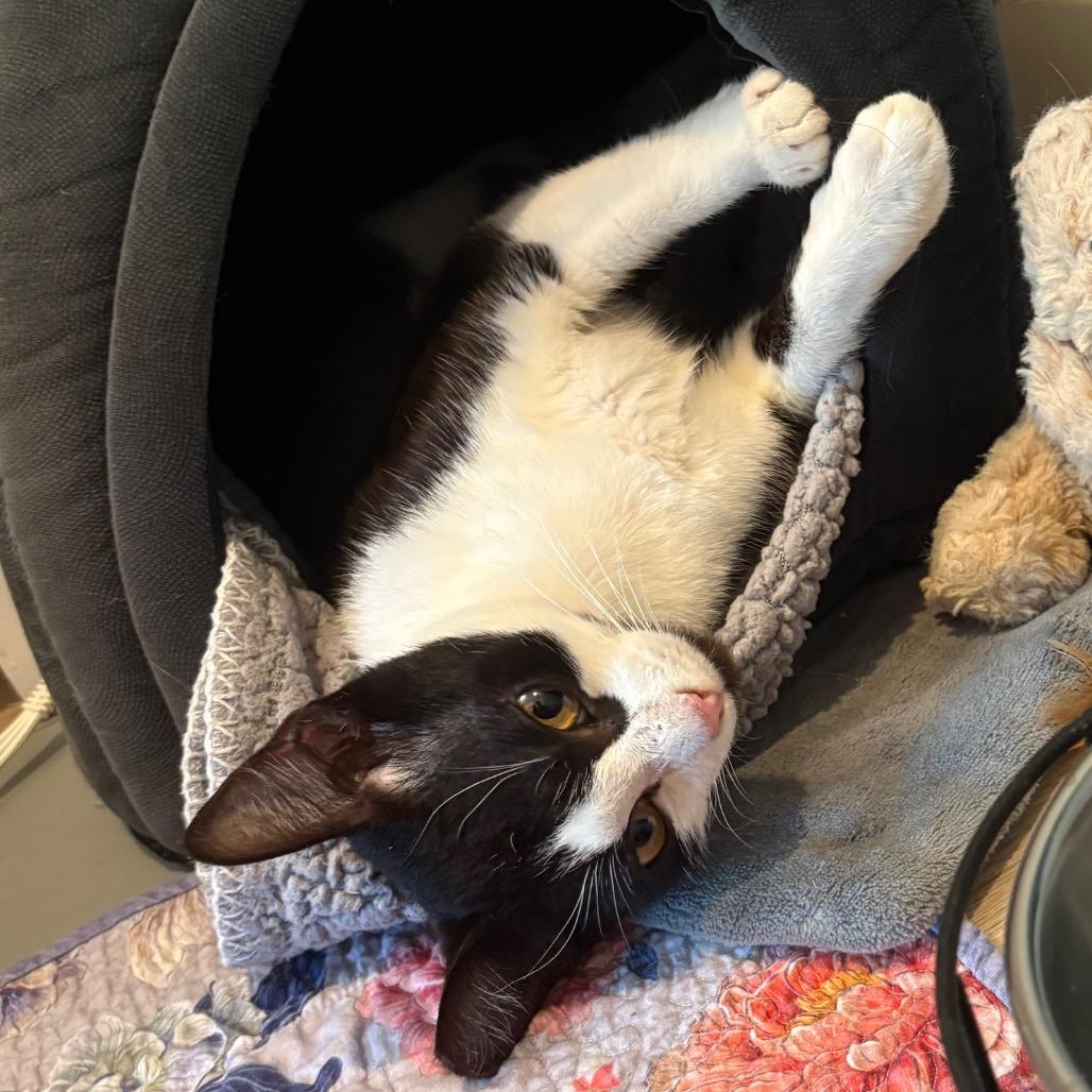 Sailor Cat Jacquotte, Adoptable, Adult Female Domestic Short Hair.