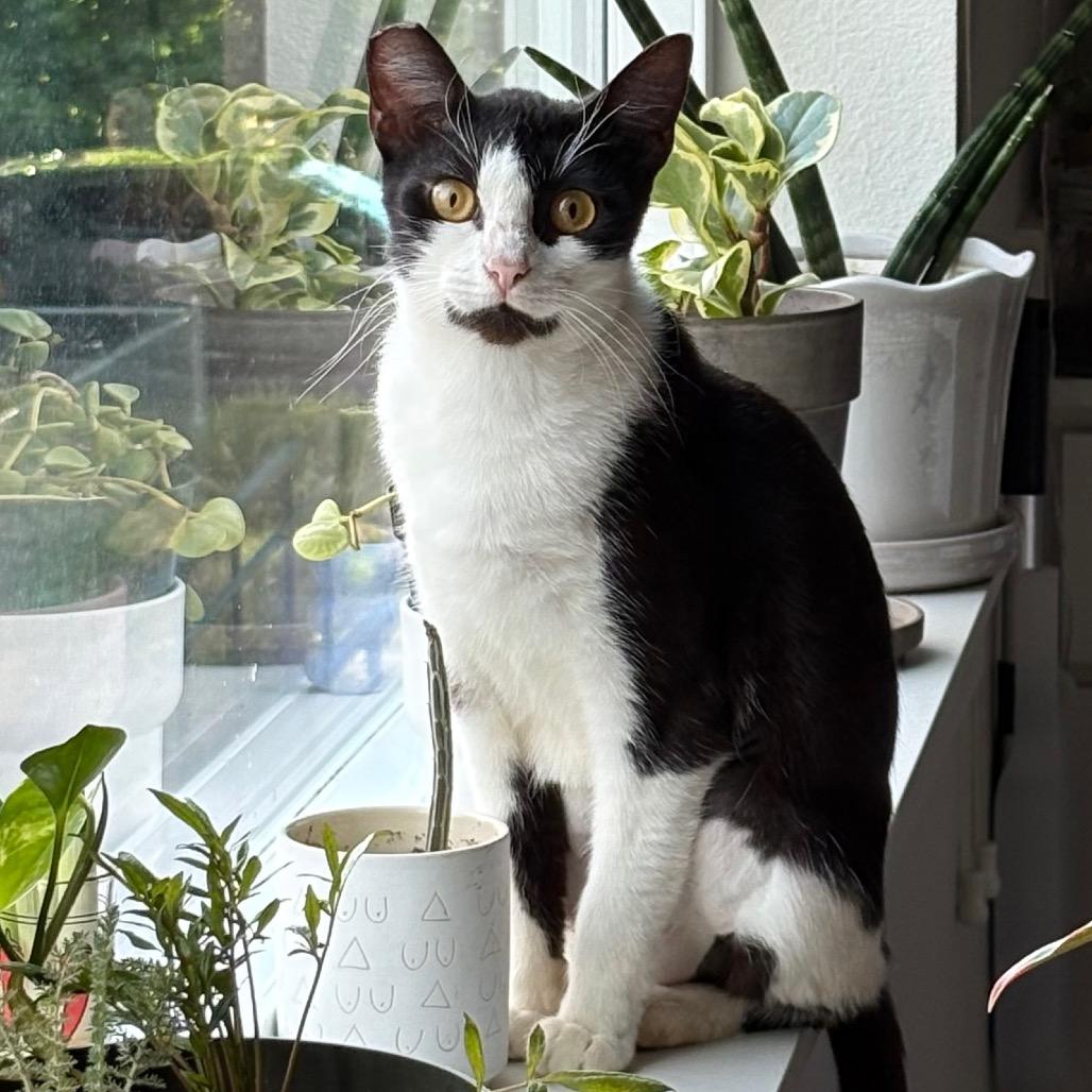Enlarge Sailor Cat Jacquotte, a Adoptable Domestic Short Hair in Tacoma, WA image 2/3