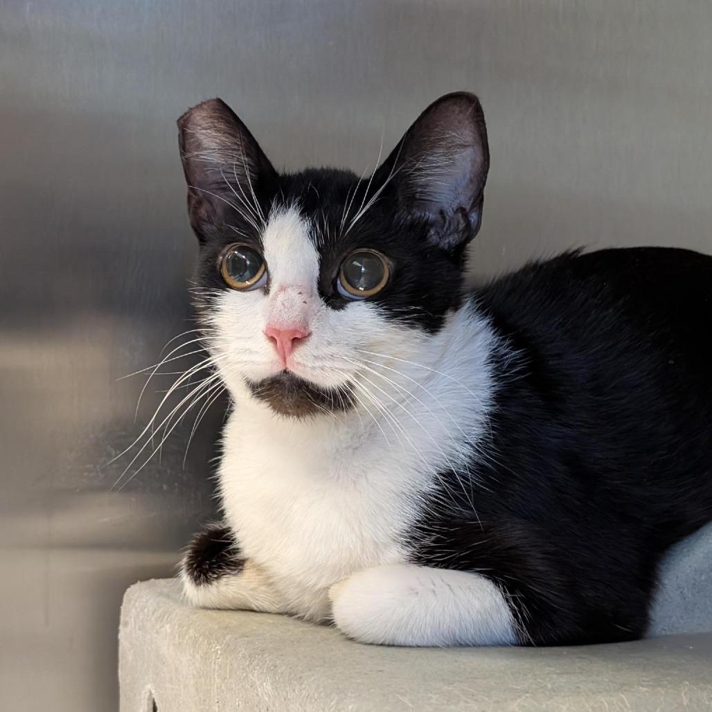 Enlarge Sailor Cat Jacquotte, a Adoptable Domestic Short Hair in Tacoma, WA image 3/3
