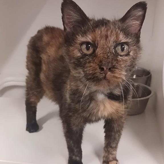 Camilla, Adoptable, Adult Female Domestic Short Hair.