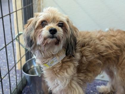 Collyns, a Adoptable mixed breed in Divide, CO image 1/3