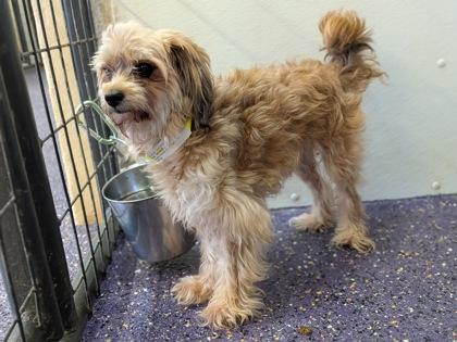 Collyns, a Adoptable mixed breed in Divide, CO image 2/3