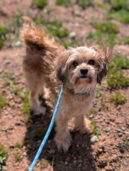 Collyns, a Adoptable mixed breed in Divide, CO image 3/3