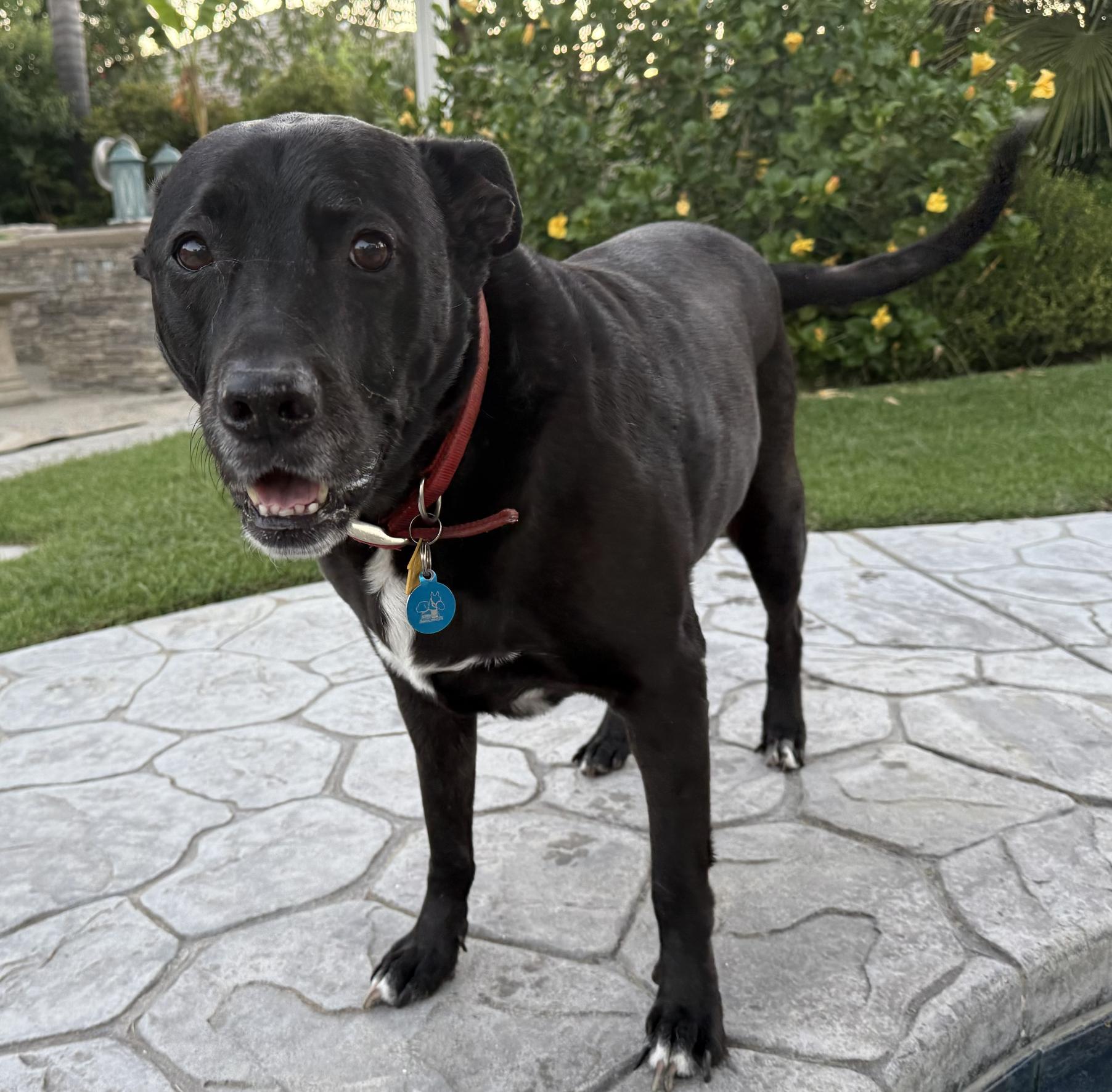 Enlarge Harli, a Adoptable mixed breed in San Francisco, CA image 1/6