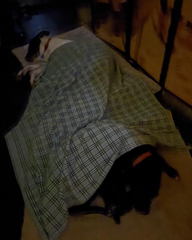 Enlarge Harli, a Adoptable mixed breed in San Francisco, CA image 2/6