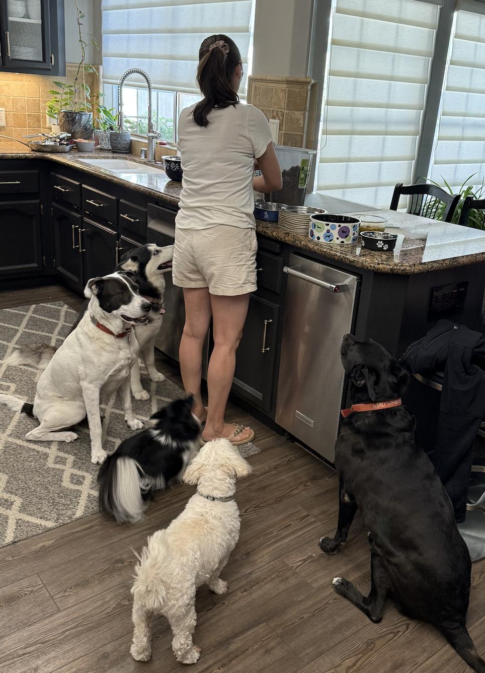 Enlarge Harli, a Adoptable mixed breed in San Francisco, CA image 4/6