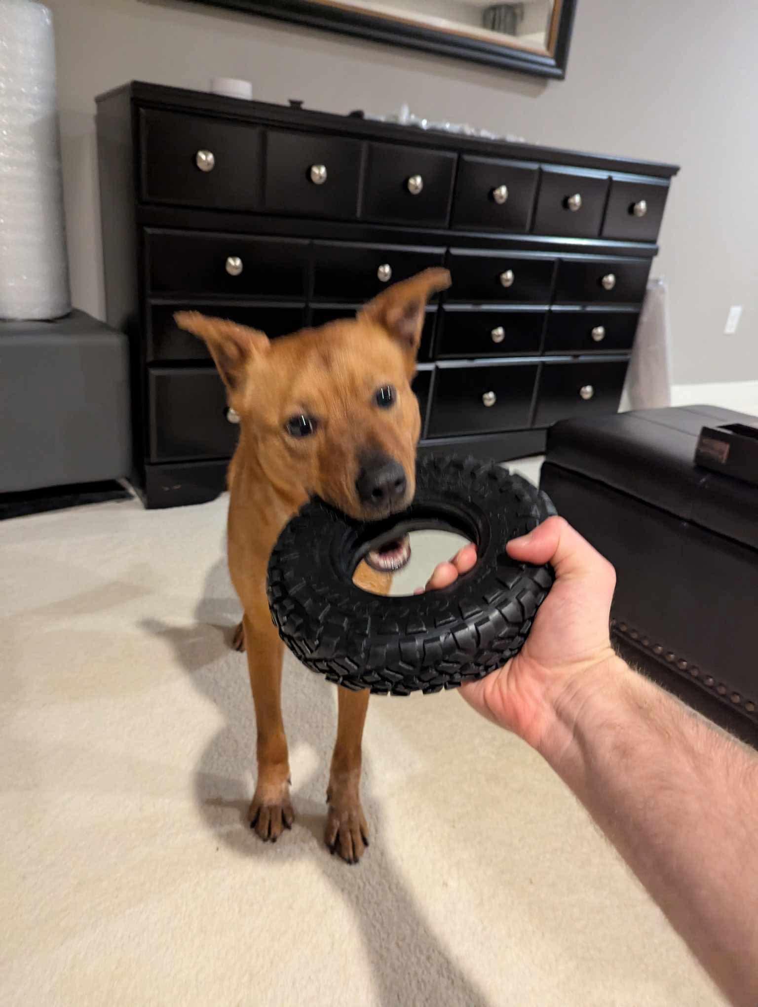 Enlarge Canelo , a Adoptable Mixed Breed in Puyallup, WA image 4/6