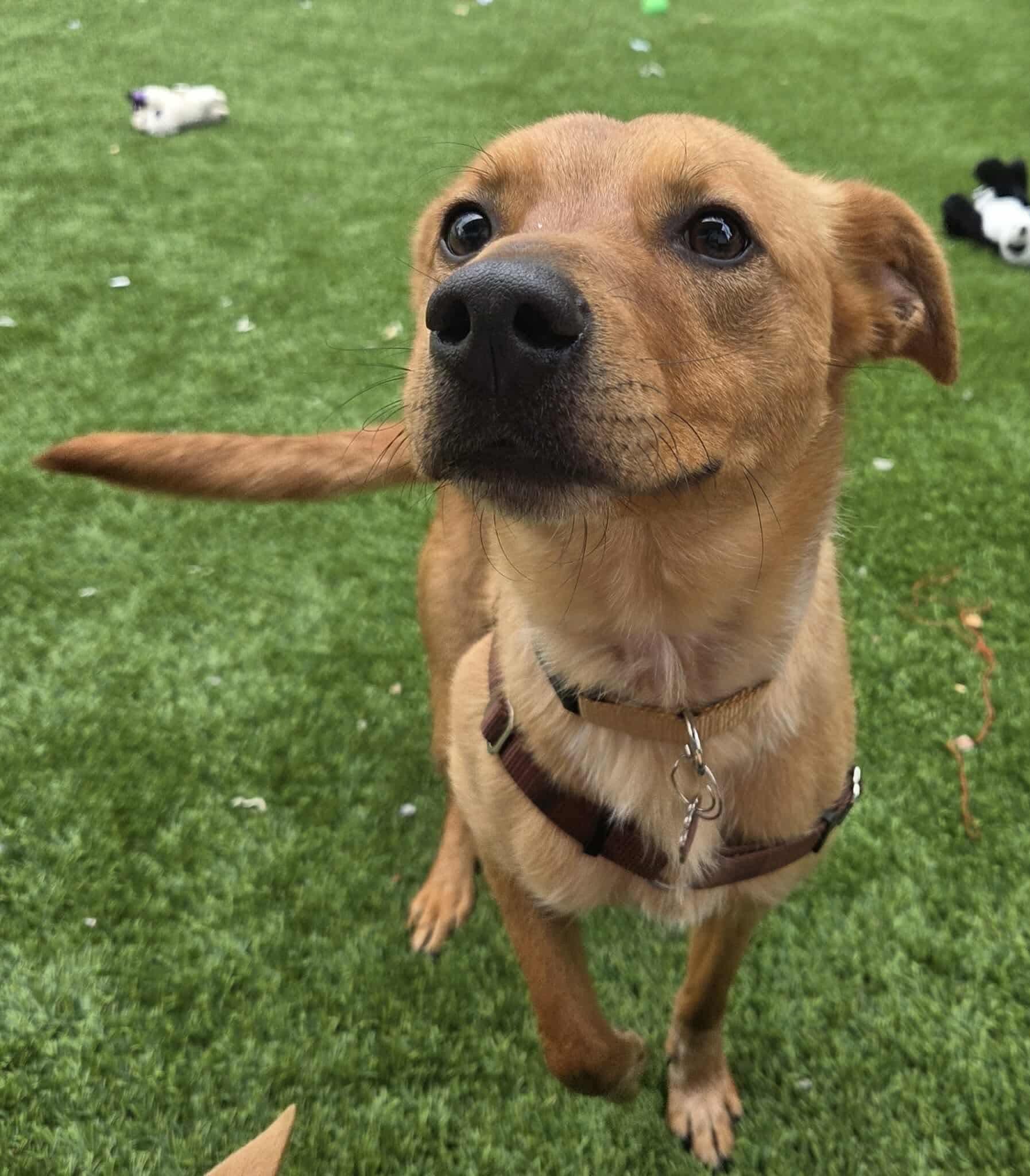 Canelo , Adoptable, Young Male Mixed Breed.