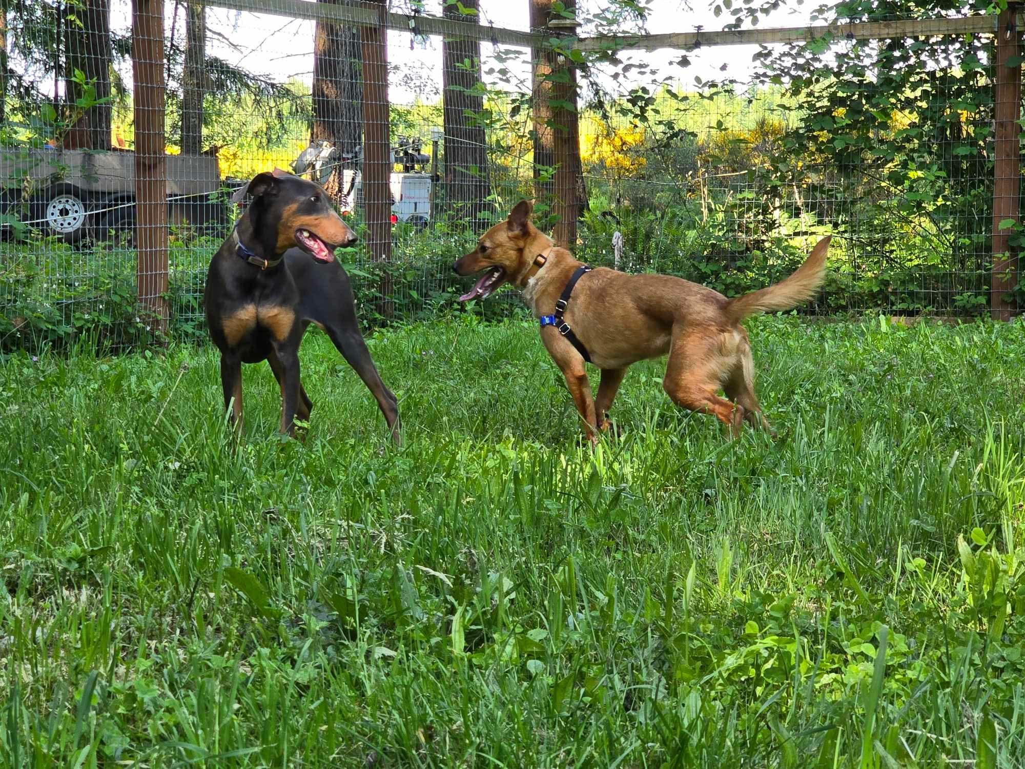 Enlarge Canelo , a Adoptable Mixed Breed in Puyallup, WA image 5/6