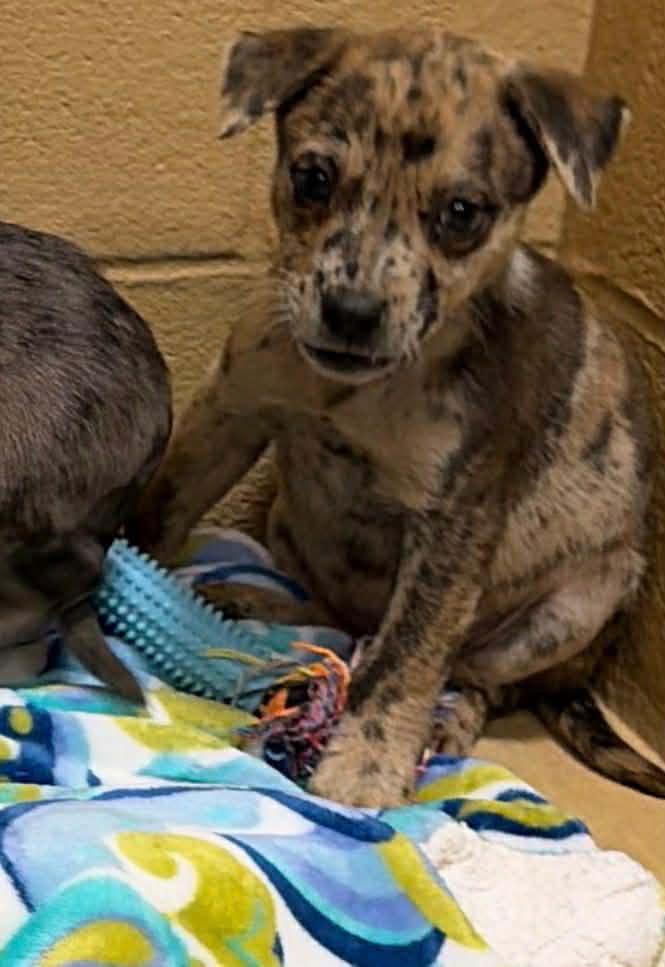 Fauna Louisiana thumbnail 3